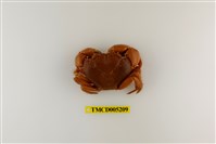 藏品(光手酋婦蟹)的圖片